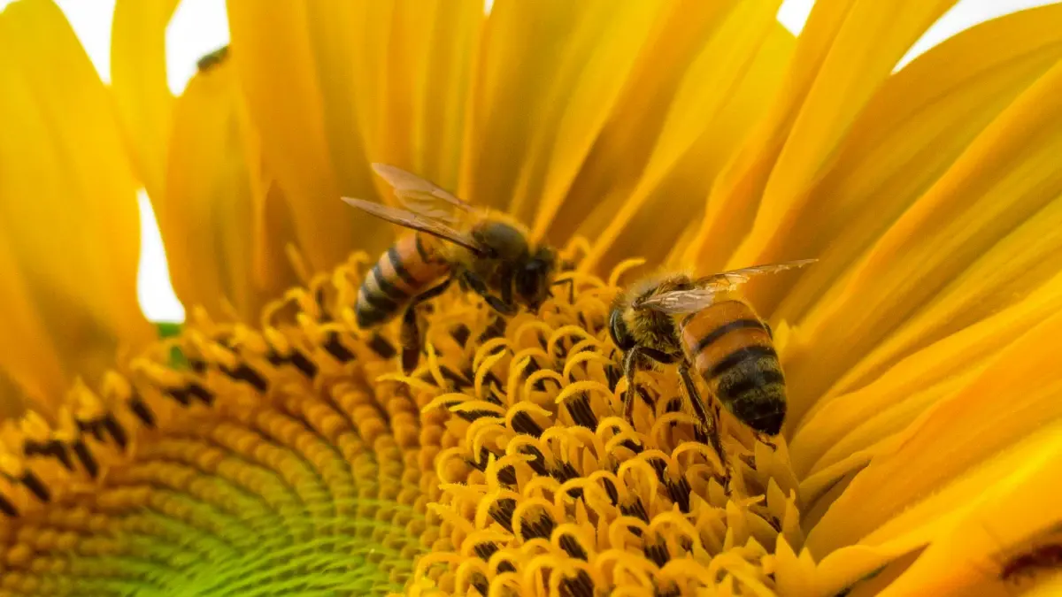 Norway brands on Kuaishou: Reach & Monetize