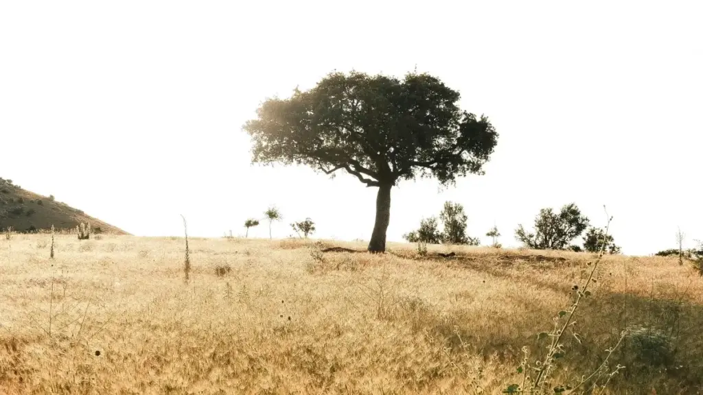 מדריך פרקטי ליוצרים ישראלים: איך למחקר, לפנות ולשכנע מותגי מצרים בפייסבוק לארח הגרלת מפתחות משחק — טמפלייטים, טעויות נפוצות וטיפים טקטיים.