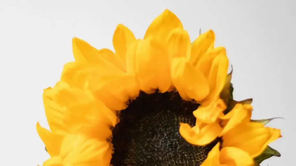 מדריך פרקטי ליצירת שיתופי פעולה עם מותגים ליטאיים שמופיעים או מלונקים ב-Netflix — איך לזהות הזדמנויות, לפנות, ולבנות מדריכי טיול שממירים.