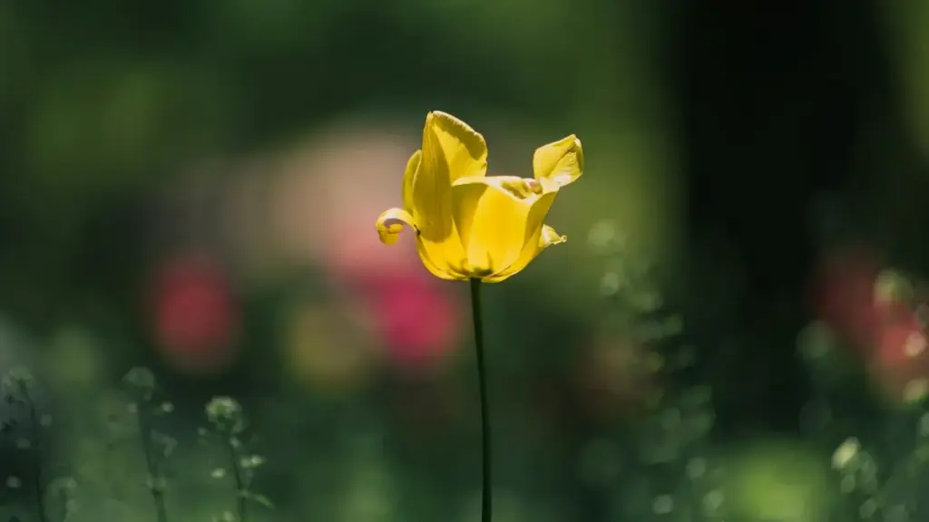 מדריך פרקטי בעברית ליוצרים ישראלים: איך למצוא, לפנות ולשתף מותגי פרגוואי ב‑Chingari עם תוכן לפני/אחרי שמוכר.