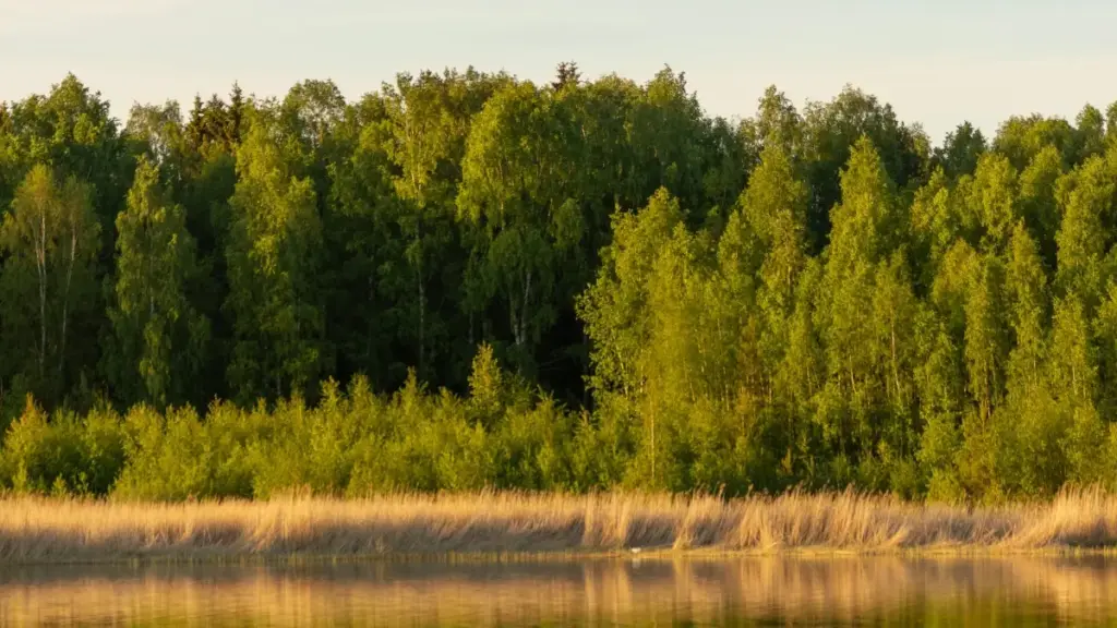 מדריך פרקטי ליוצרים בישראל: דרכי גישה ל-B2B ב‑Roposo, ניהול סיכונים, ותסריטי פעולה לשיתופי טרנדים מוזיקליים עם מותגים רוסים.