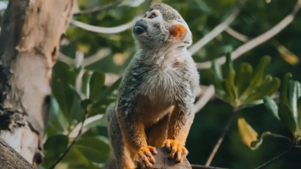 מדריך פרקטי למנהלי שיווק בישראל: איפה ומי למצוא יוצרי תוכן הונגרים ב‑vkontakte, איך לוודא תאימות רגולטורית, תמחור ותפעול קמפיינים מקומלזים.