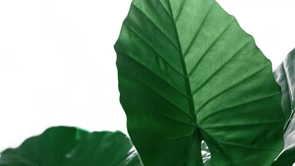 מדריך פרקטי למפרסמים בישראל: צעדים, כלים וסיכונים כשמחפשים כורייטרים בפייסבוק באירלנד להצעות קמפיין בתשלום קבוע, עם תובנות עדכניות ונתונים פרקטיים.