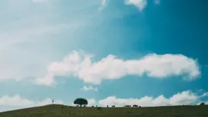 מדריך מעשי למפרסמים בישראל: איפה ואיך לגלות יוצרי Roposo בפרגוואי להנעת קמפיינים למעריצי מוזיקה, כולל טקטיקות חיבור, בדיקת אמינות והמלצות קמפיין.