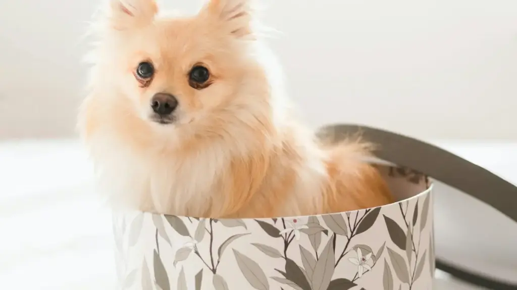 מדריך מעשי למפרסמים בישראל: איפה ואיך למצוא יוצרי Snapchat מעיראק להזמנות סקירות וידאו ויזואליות, עם טיפים חוקיים ופרקטיים ל-2026.