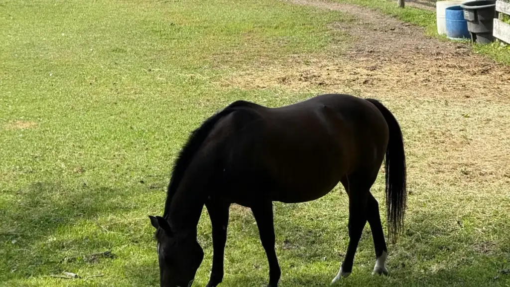 מדריך פרקטי למפרסמים בישראל — איך למצוא ולבחור סטרימרים מלאזים ב‑Twitch כדי להגדיל חשיפה ומכירות, עם סיכונים מס‑ודיו על רגולציה ותשלומי מס.