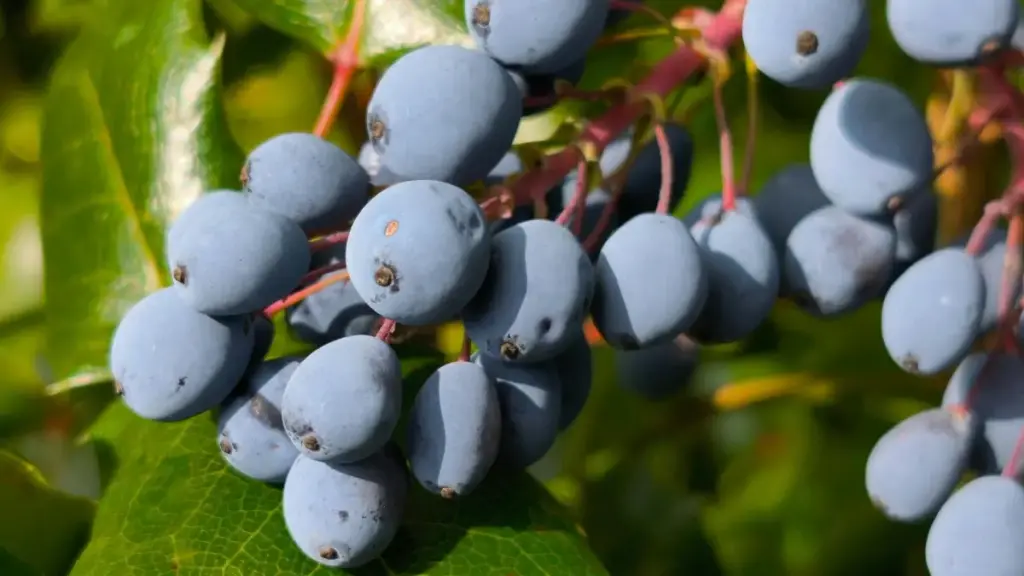 מדריך מעשי ליוצרים בישראל: אסטרטגיות לזיהוי, פנייה ושותפויות חוצות־גבולות עם מותגים איסלנדים דרך Line — כולל תבניות הודעה, מדדים והשקות.