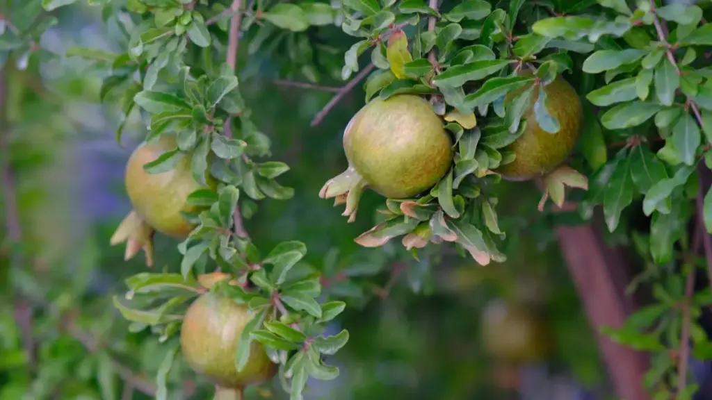 מדריך מעשי לגילוי ויצירת שיתופי פעולה בין מותגי קוסטה ריקה ו-Publishers משחקים דרך Kuaishou, עם טקטיקות, דוגמות וצעדי פעולה.