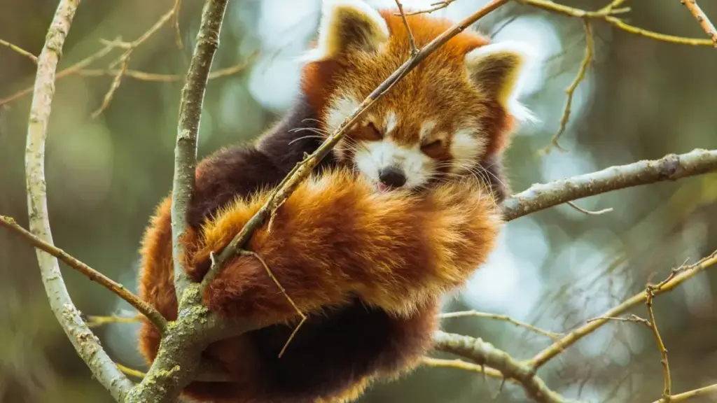 מדריך פרקטי למפרסמים בישראל: איך לזהות, לבדוק ולשתף פעולה עם יוצרי Xiaohongshu מאיראן לקידום פלטפורמות למידה מקוונות — אסטרטגיות, סיכונים וטקטיקות מעשיות.