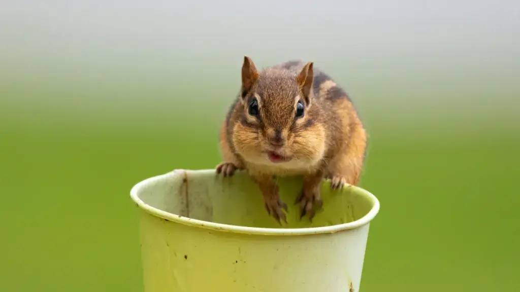 מדריך פרקטי למפרסמים בישראל: איפה ואיך לאתר יוצרי Snapchat מקניה לשיתופי פעולה על וולוגים של אירועים חיים, כולל טקטיקות יצירתיות, בדיקות רקע והצעות תמחור.